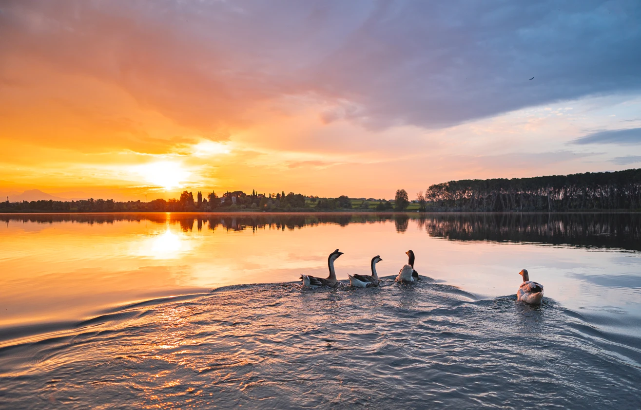 Birdwatching Experience with SWAROVSKI OPTIK at Le Ali del Frassino Residence (Lake Frassino)