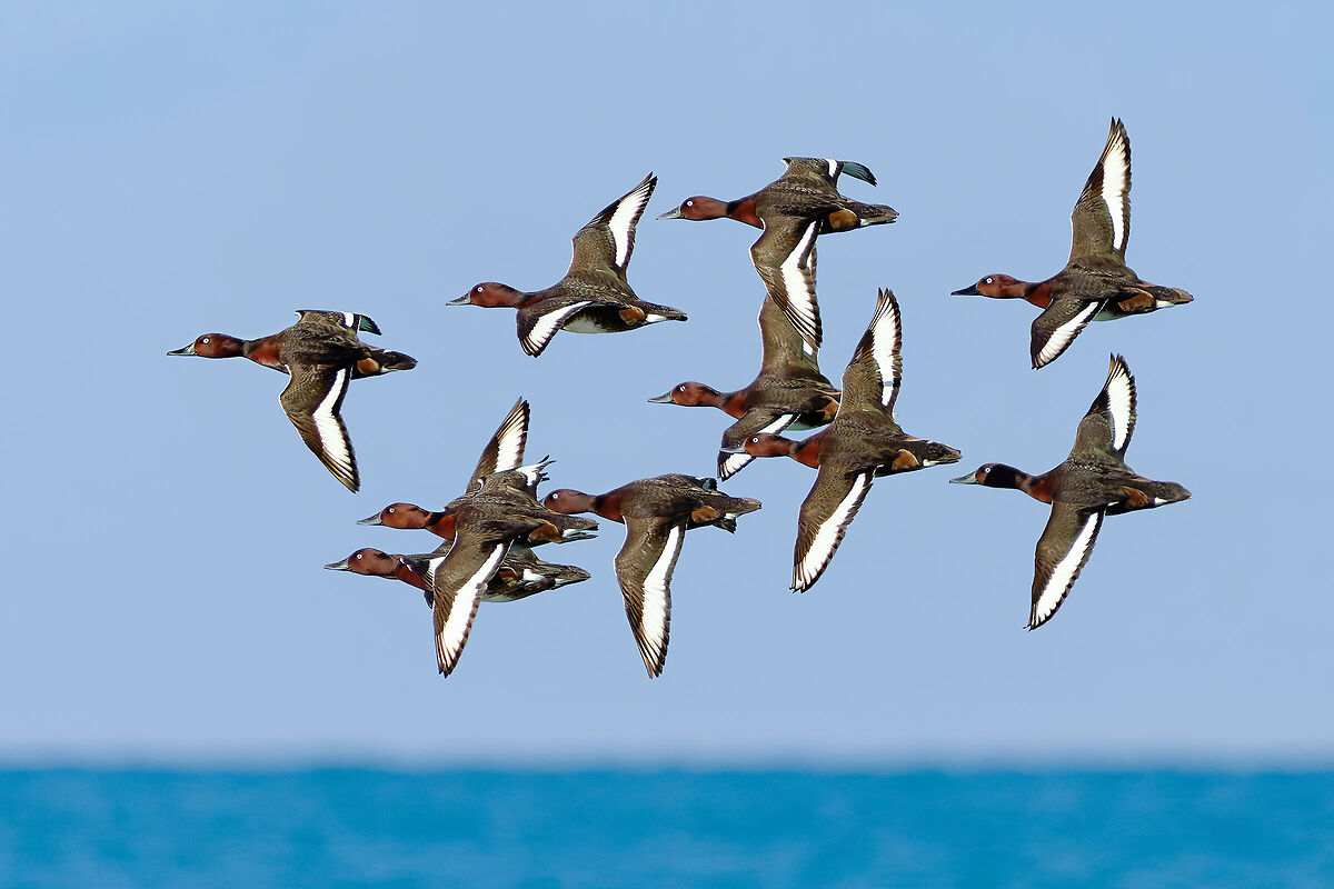 Bird Migration