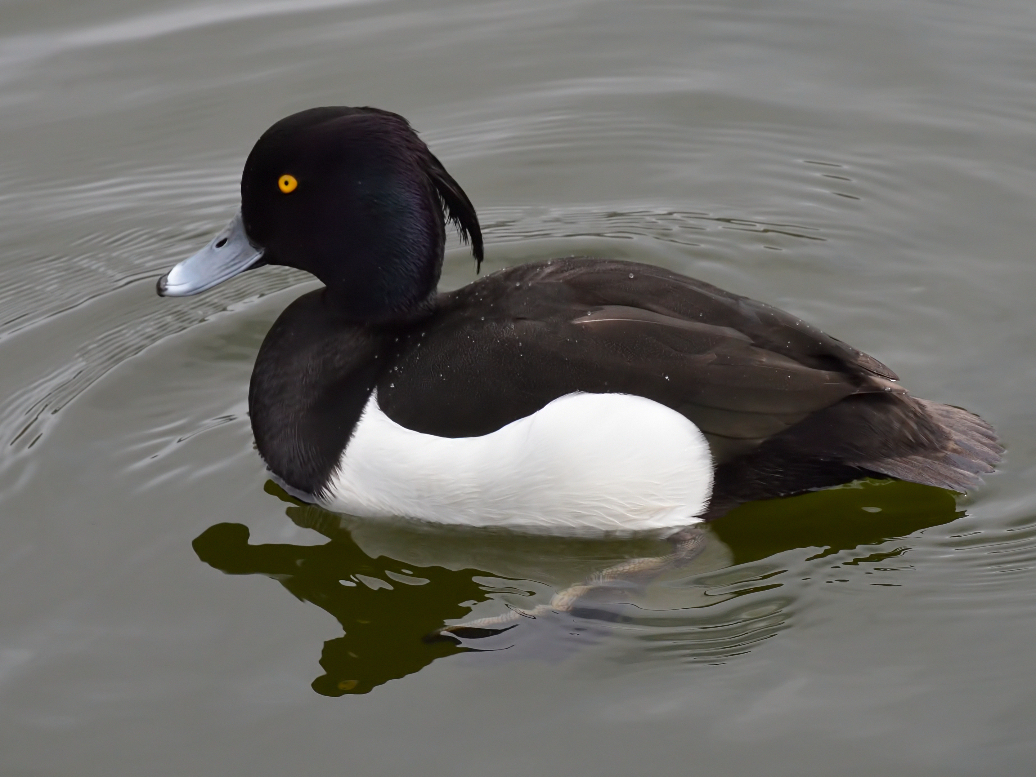 Duck Photo